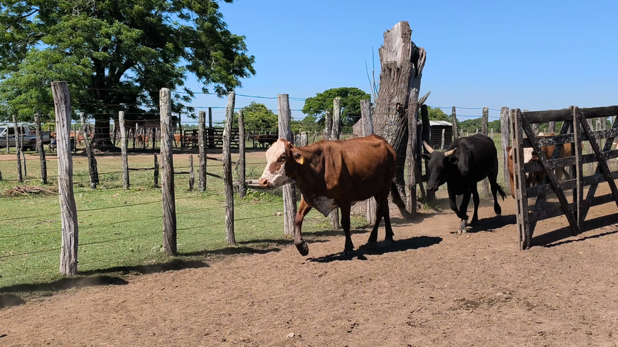 Lote 35 Vacas de invernar