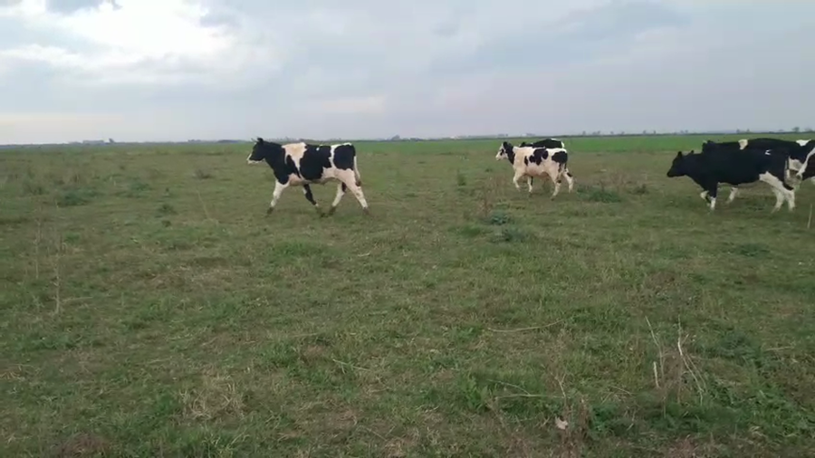 Lote 30 Novillitos Holando Argentino en Morteros, Córdoba