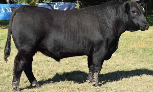 Lote 587 COURA REGISTRY (NEGRO)