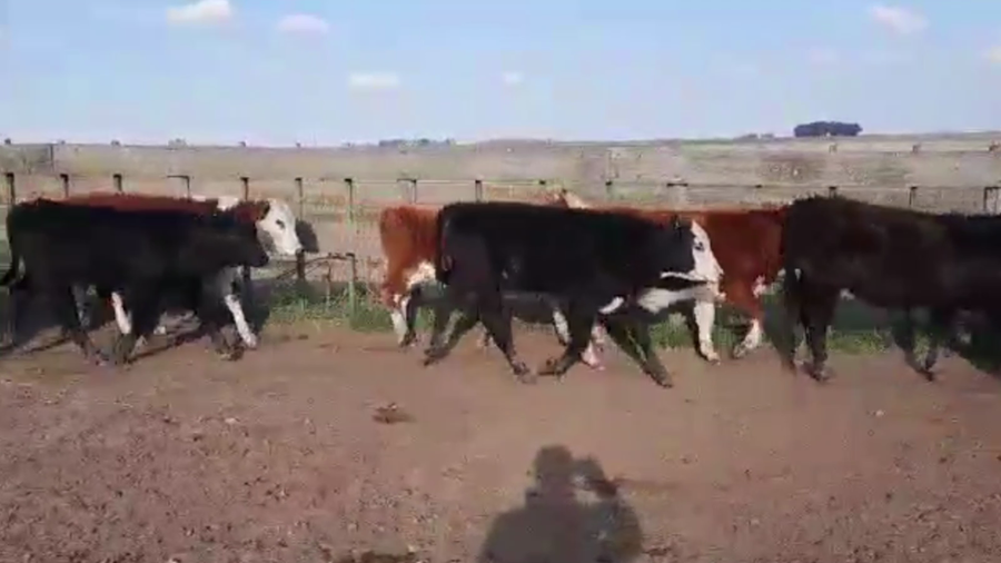 Lote 75 TERNS. MACHOS, TAPALQUE, BS. AS.