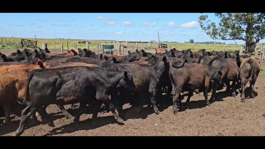 Lote 61 Terneros en Ayacucho