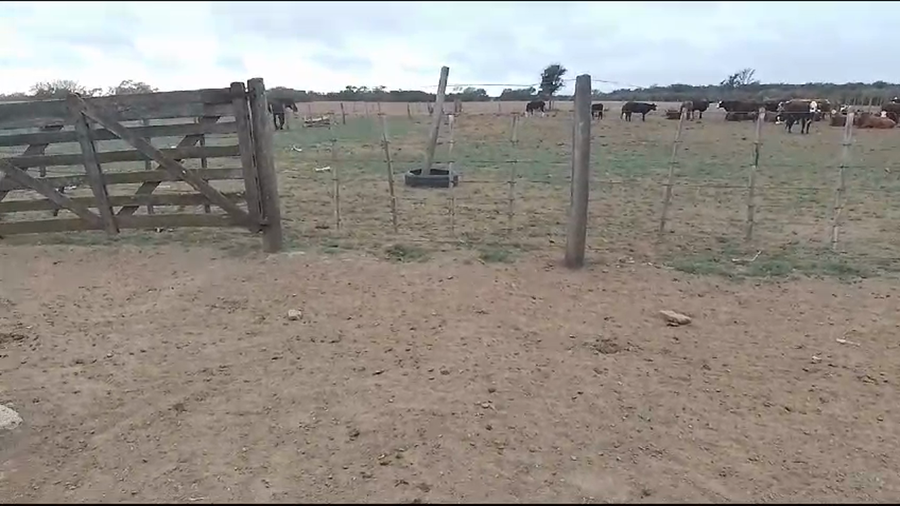 Lote 40 Vacas nuevas C/ cria en Ceres, Santa Fe