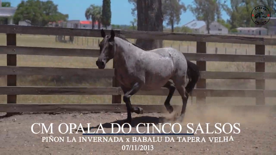 Lote Cm Opala Do Cinco Salsos