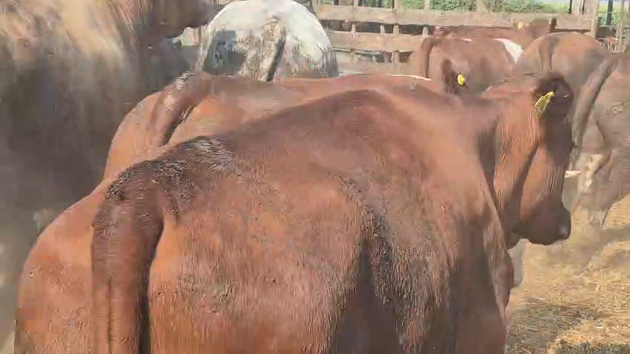 Lote 50 Vaquilla Gorda en Pelarco, VII  Región Maule