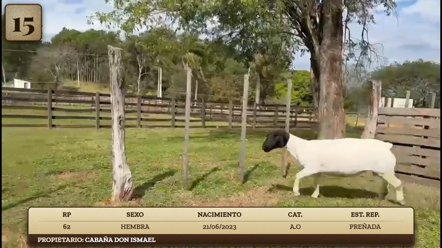 Lote LOTE 15