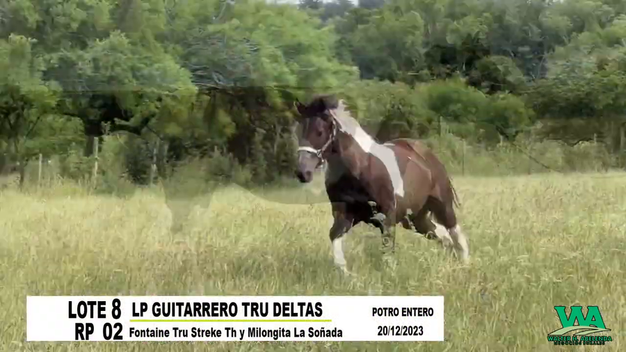 Lote LP GUITARRERO TRU DELTAS