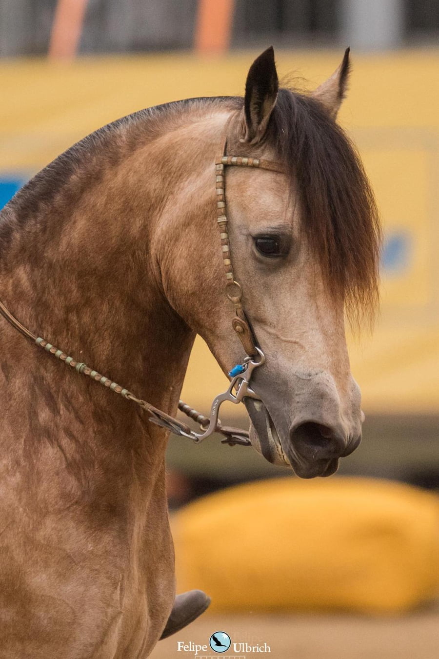 Lote EMBRIONES TARANTULA Y OLIMPICA