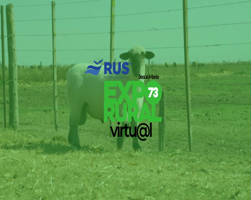 Lote CARNERO HAMPSHIRE DOWN