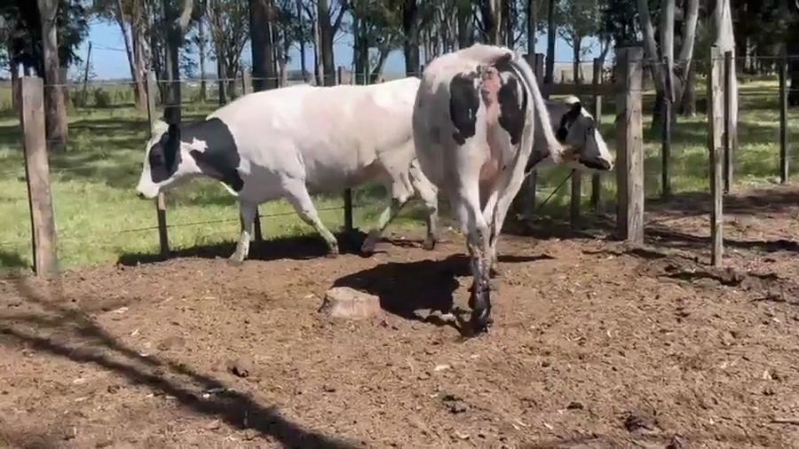 Lote 2 Vaquillonas  a remate en Pantalla Camy 480kg - , San José