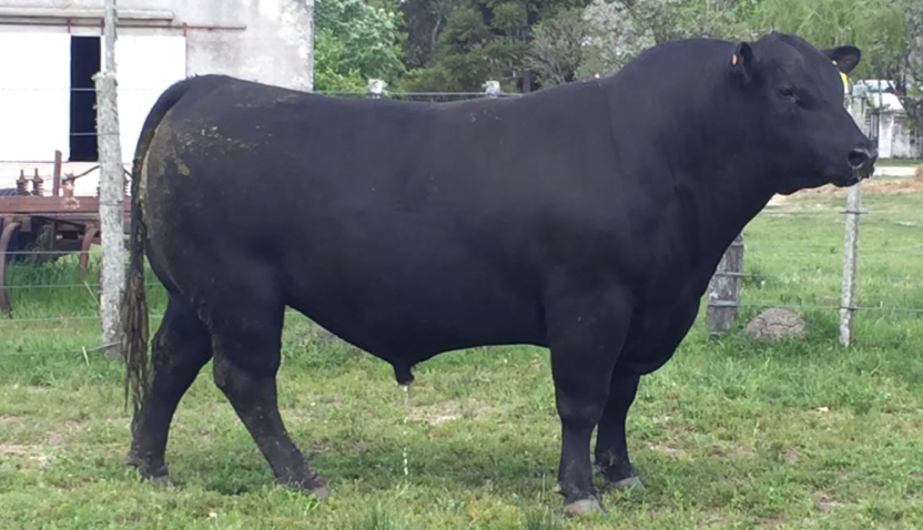 Lote Toros a remate en Cabaña Rebenque , Florida