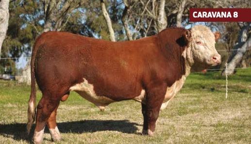 Lote EML MOSQUITO 17 3007 3281