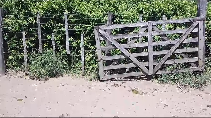 Lote 150 Novillitos en Pirané, Formosa