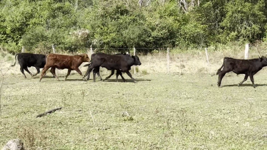 Lote 70 Terneros en Pampa Almirón, Chaco