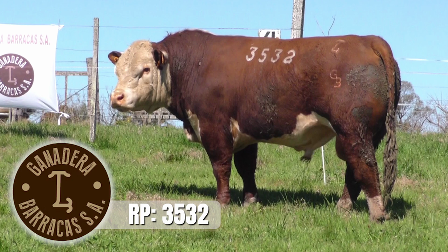 Lote (Vendido)Toros a remate en Ganadera Barracas S.A en Caraguata