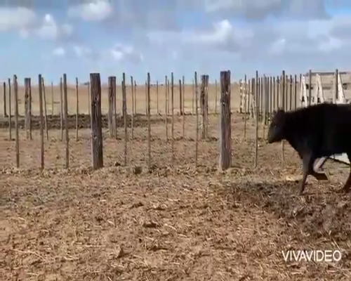 Lote 65 Terneros/as en Pila, Buenos Aires