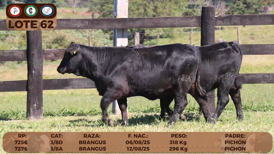 Lote LOTE 62