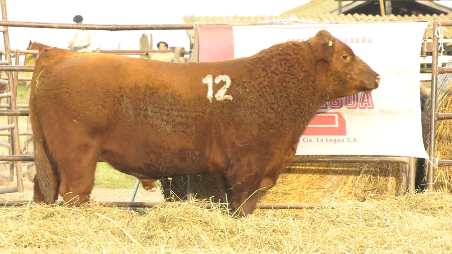 Lote TOROS ANGUS COLORADOS  PC
