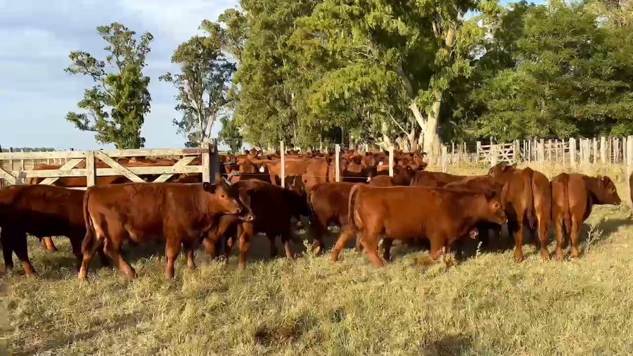 Lote 75 Terneros