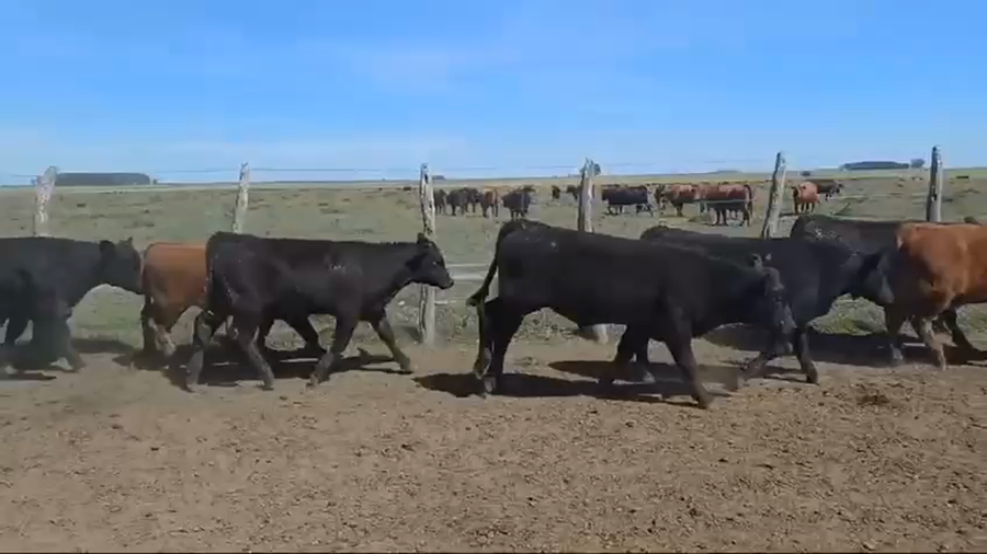 Lote 100 Terneros en San Salvador, Entre Ríos