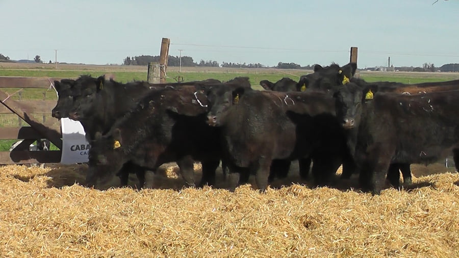 Lote VAQUILLONAS PREÑADAS NEGRAS