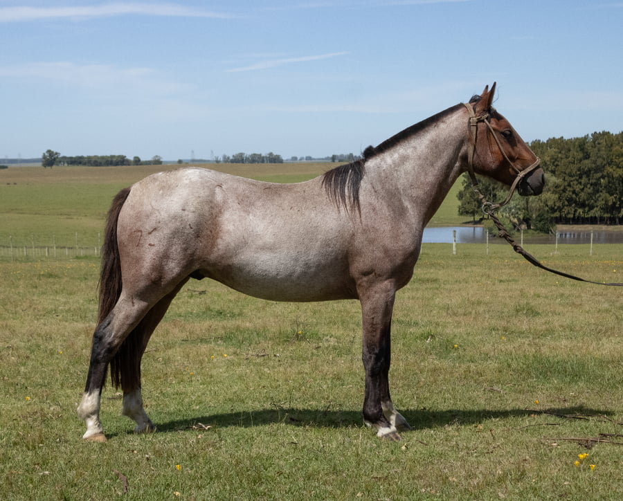 Lote IRACUNDO INCHALÁ