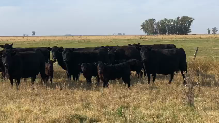 Lote 23 Vacas CUT con cría en Azul, Buenos Aires
