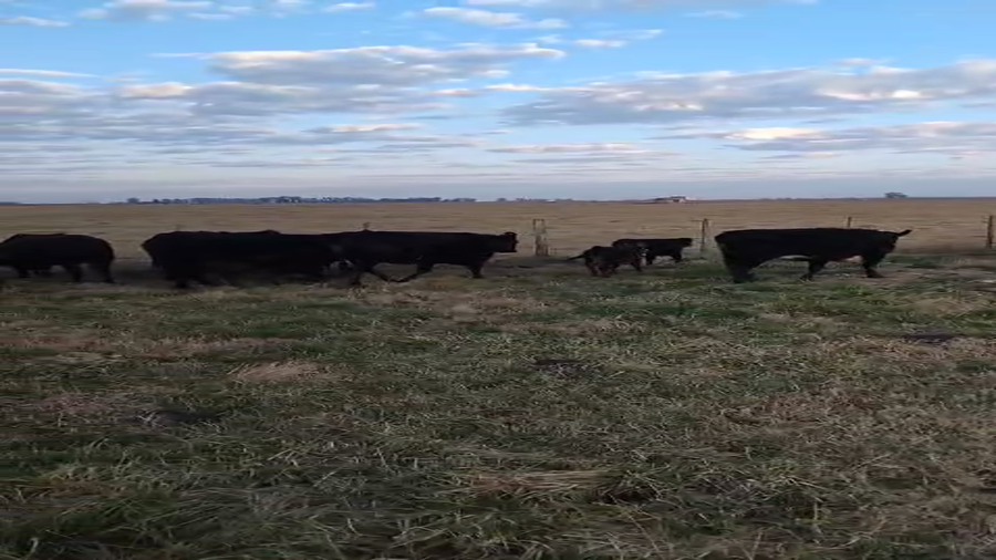 Lote 30 Vaquillonas C/ cria en Buenos Aires, Lobos