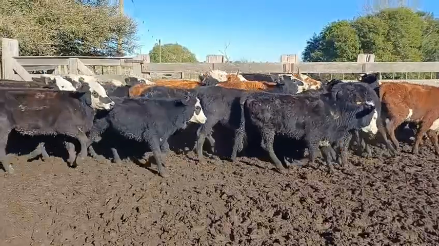 Lote 30 Vaquillonas 1 a 2 años 7 HE,  2 AA,  15 HE X AA,  3 HE X BR,  3 AA X BR a remate en 5º Remate Pantalla Bachino 235kg -  en KM 40 RUTA 19 A 10KM DE SAN LUIS Y A 44KM DE LASCANO