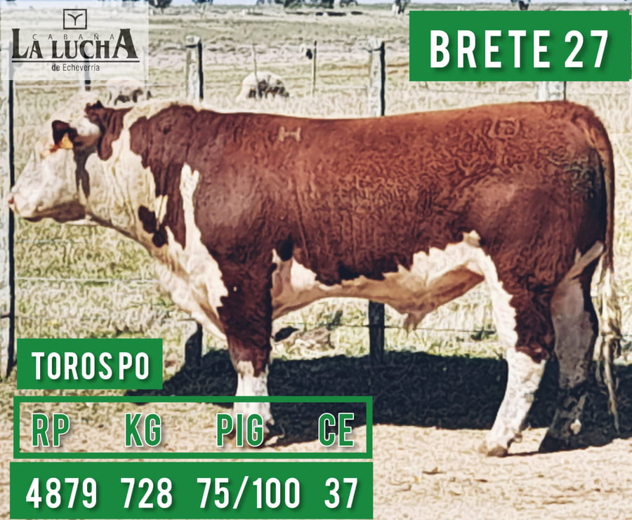 Lote TOROS POLLED HEREFORD PO