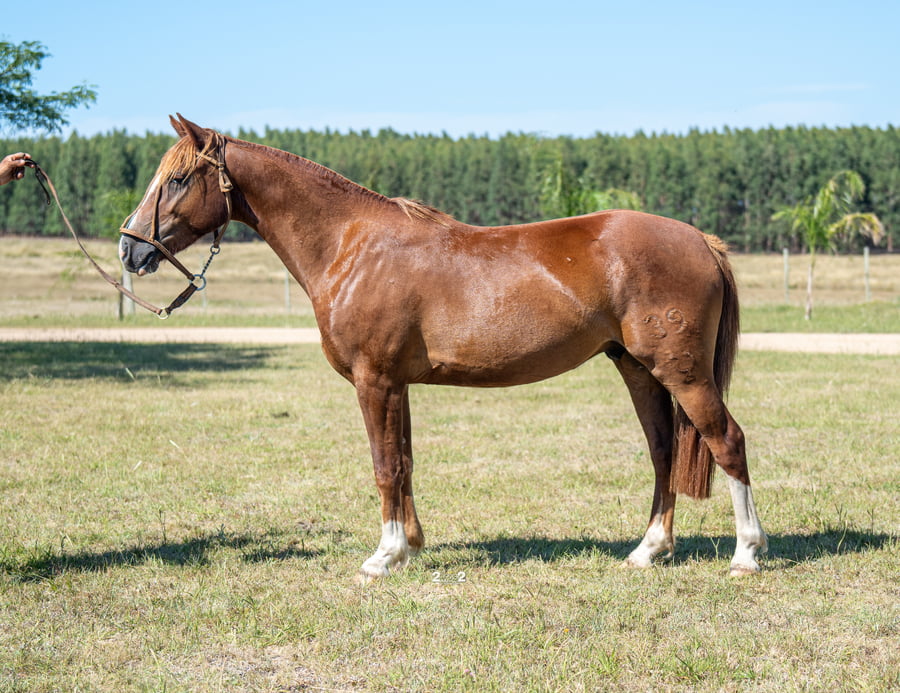 Lote BUTIA DEL PORRÚA