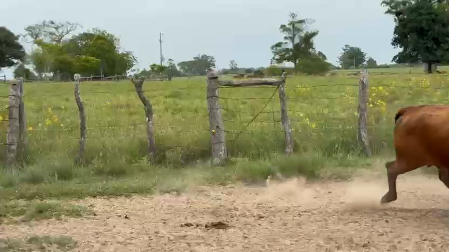 Lote 16 Vacas usadas preñadas en Corrientes, Paso de Los Libres