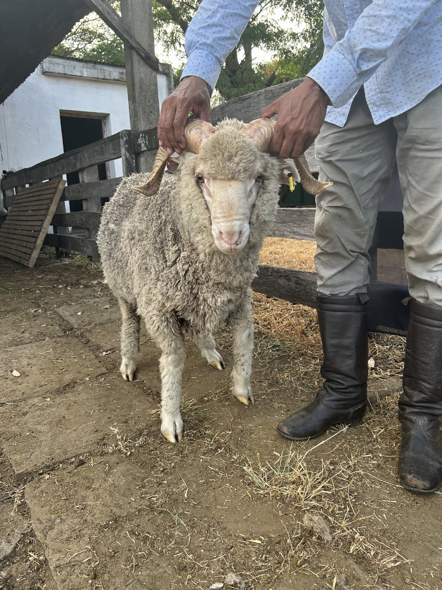 Lote Borrego 2D (MO: Si)