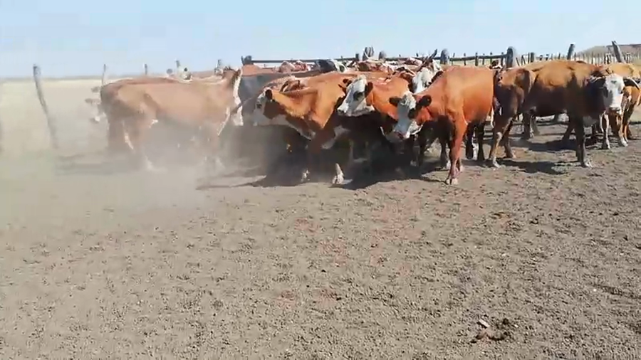 Lote 47 Vacas de invernar en Concordia, Entre Ríos