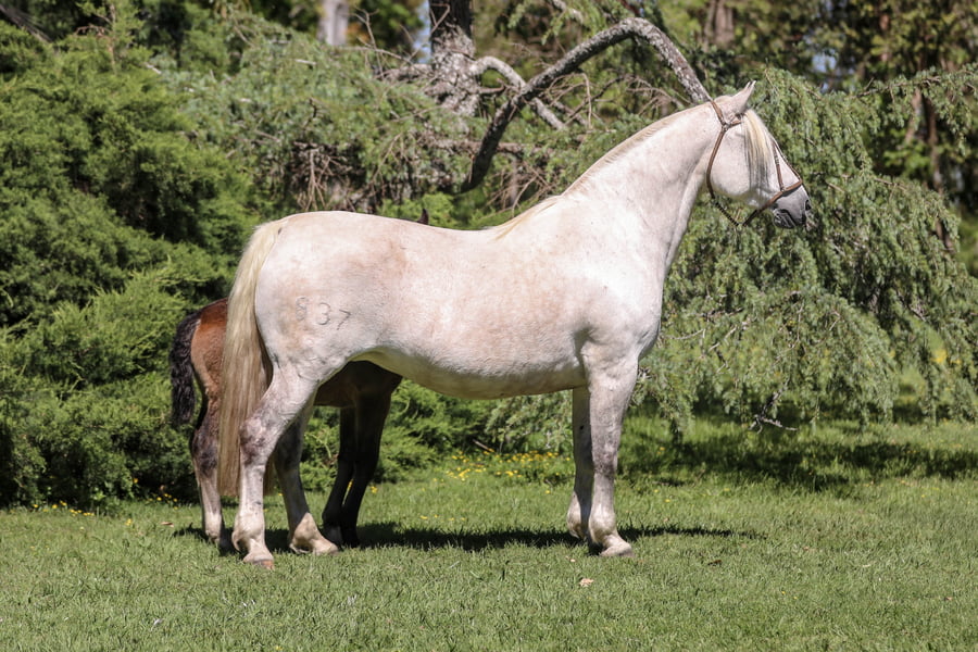 Lote QUELEN LUCIÉRNAGA
