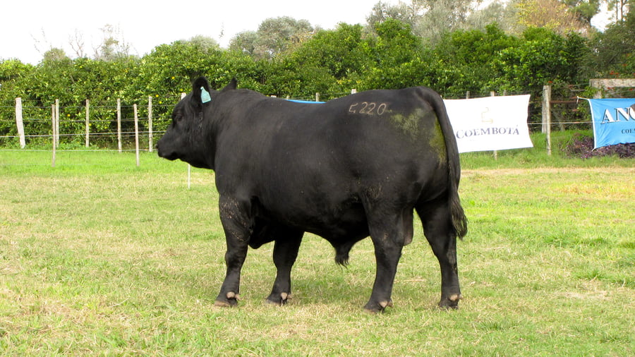 Lote CABAÑA COEMBOTÁ: RP 220