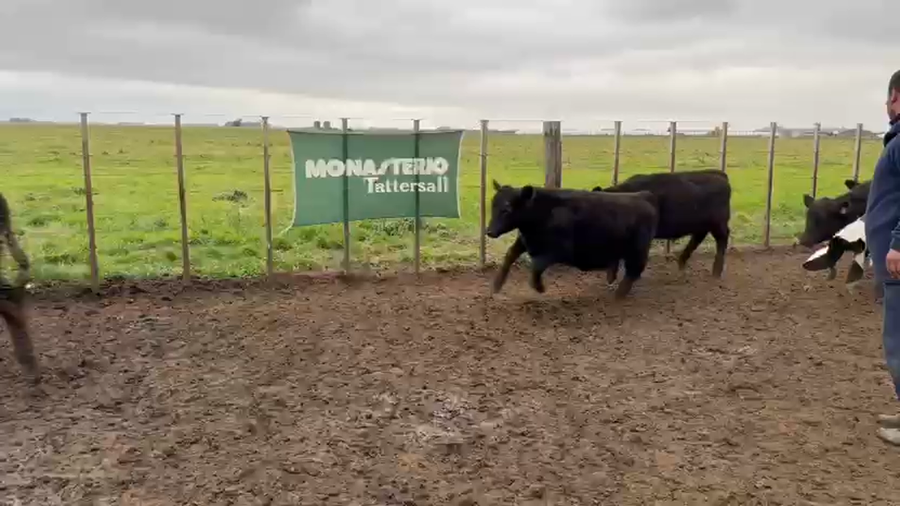 Lote 68 Terneros en Coronel Dorrego