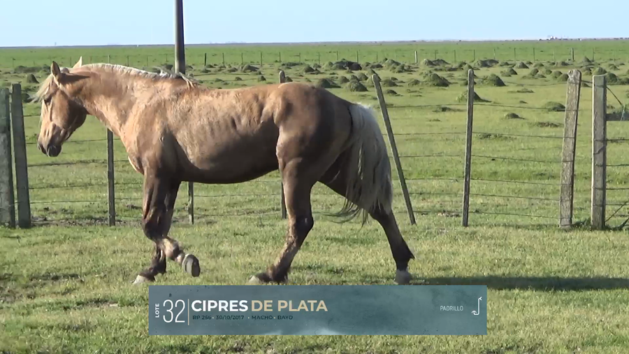 Lote Yeguarizos a remate en Criollos, Montevideo