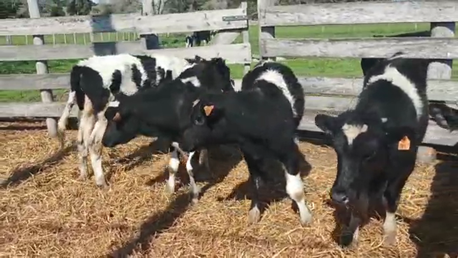 Lote (Vendido)7 Terneros HOLANDO a remate en 5to remate por pantalla ENTRE MARTILLOS 160/170kg - , San José