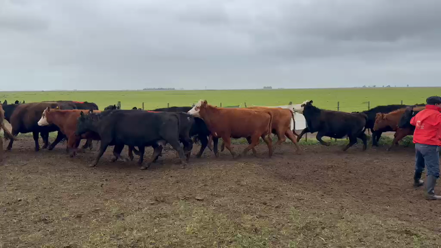 Lote 30 Vacas con Cría en Ayacucho