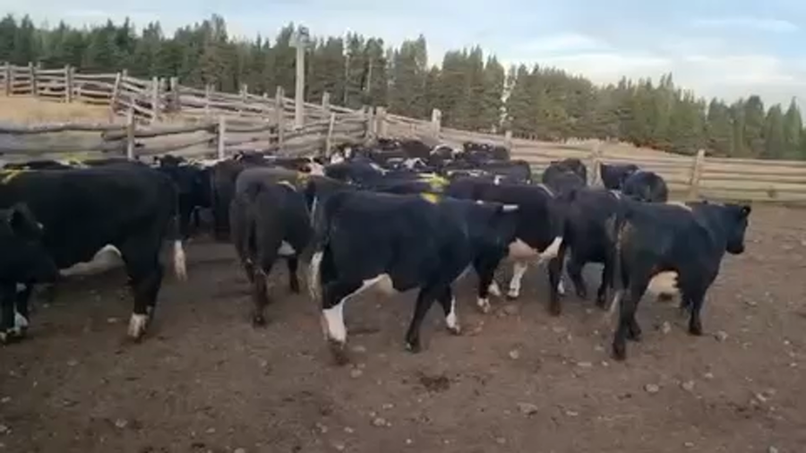 Lote 50 Novillo Engorda en Coyhaique, XI Región Aysén