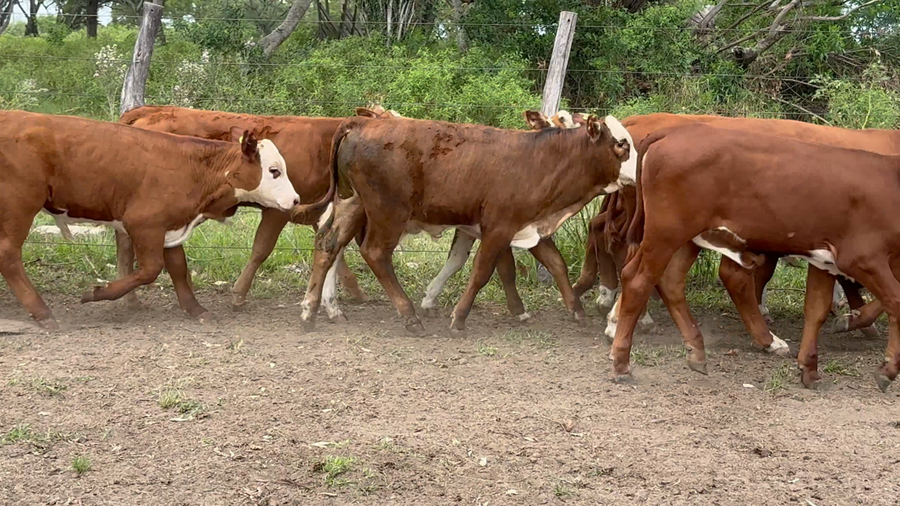 Lote 130 Terneros/as