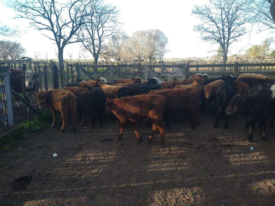 Lote 36 Terneros en Gral. Lamadrid, Buenos Aires