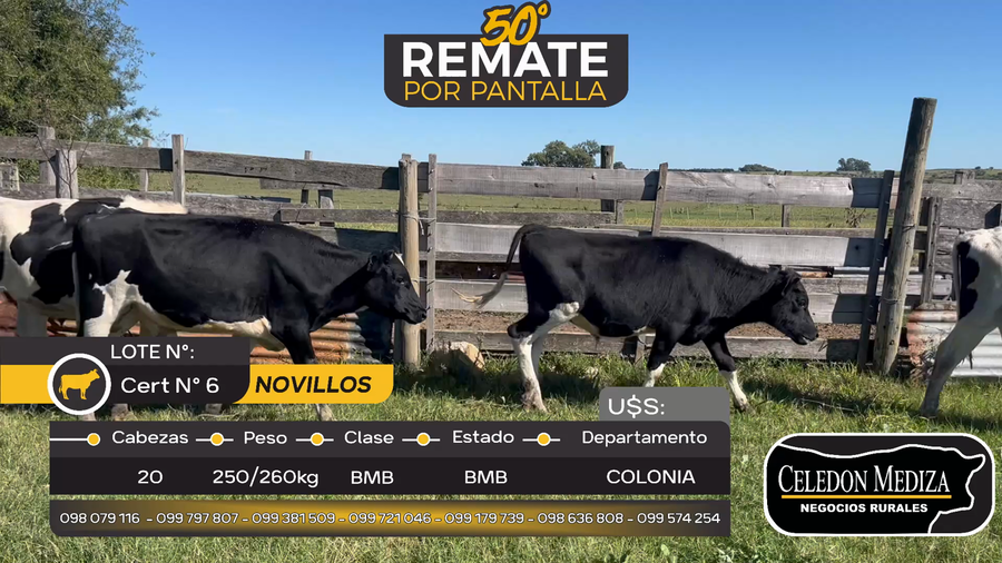 Lote 20 Novillos Holando en Otra Localidad, Colonia