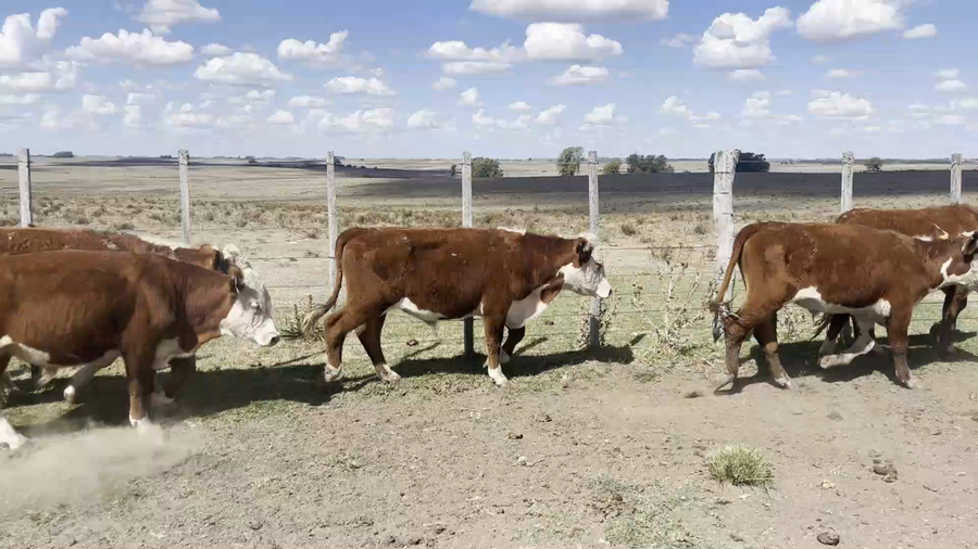 Lote 31 Novillos 1 a 2 años en San Gerónimo, Florida