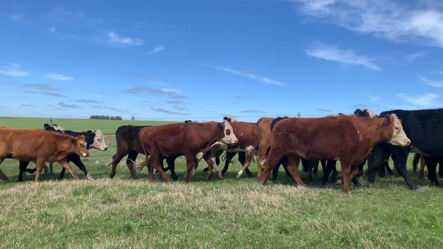 Lote 58 -  Vaquillonas sin servicio