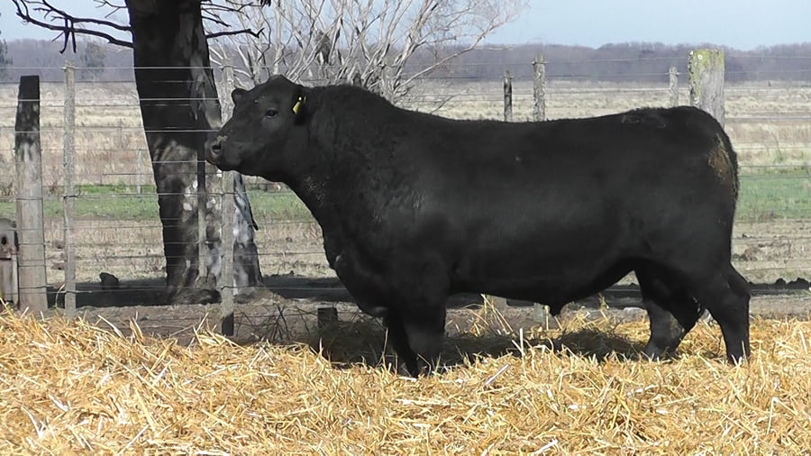 Lote TOROS PUROS POR CRUZA