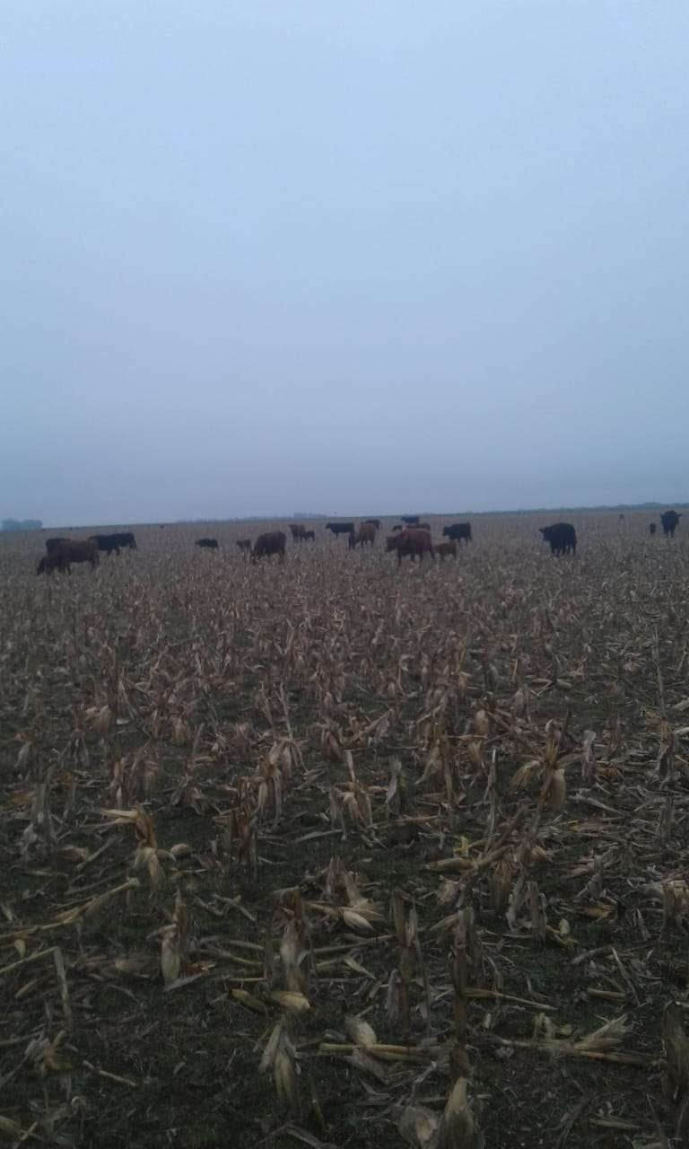 Lote 70 Terneros en Gral. Lamadrid, Buenos Aires