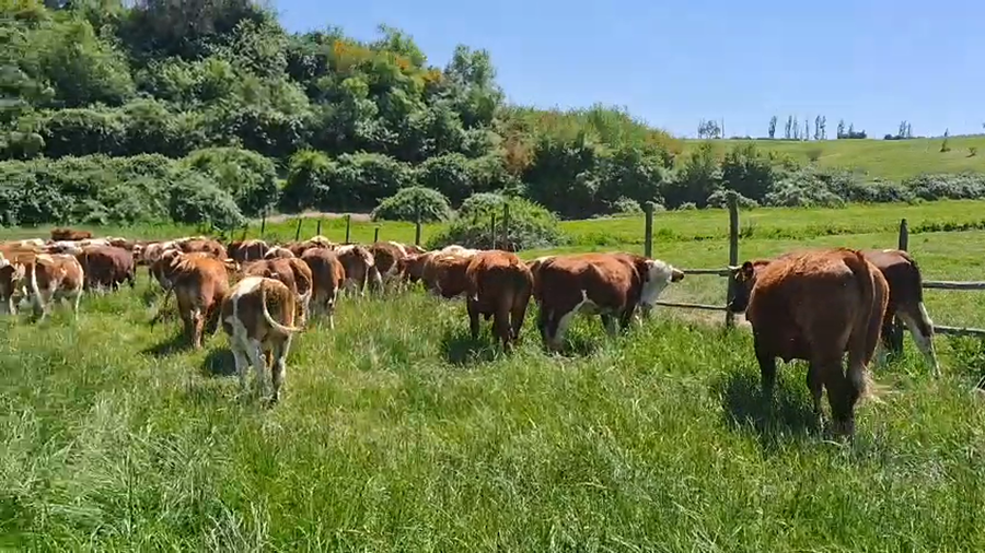 Lote 50 Novillo Engorda en Melipilla, Región Metropolitana