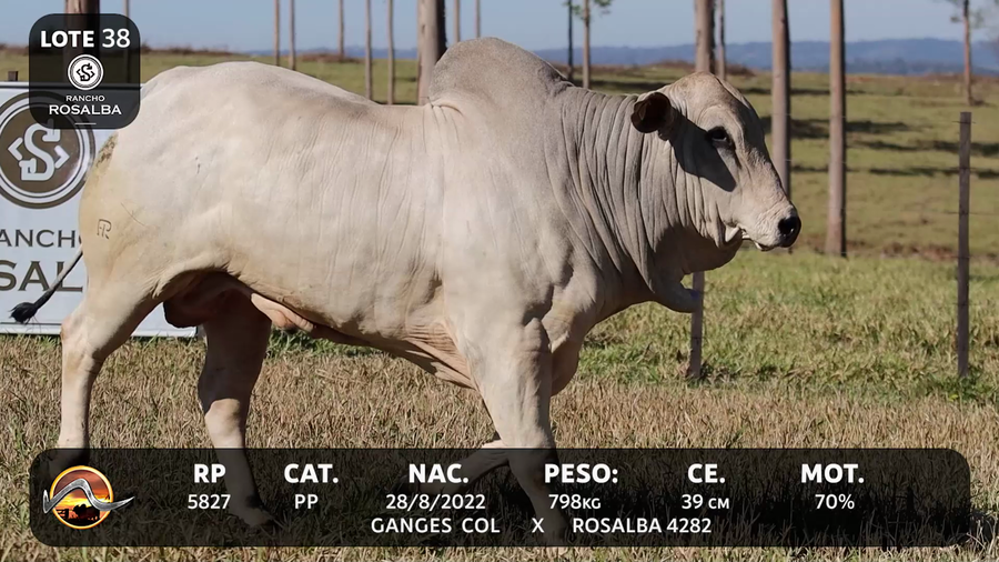 Lote LOTE 38