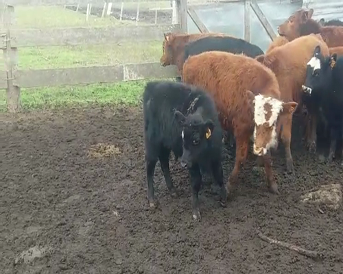 Lote (Vendido)11 Terneros HE/ AA 170kg -  en SANCHEZ GRANDE